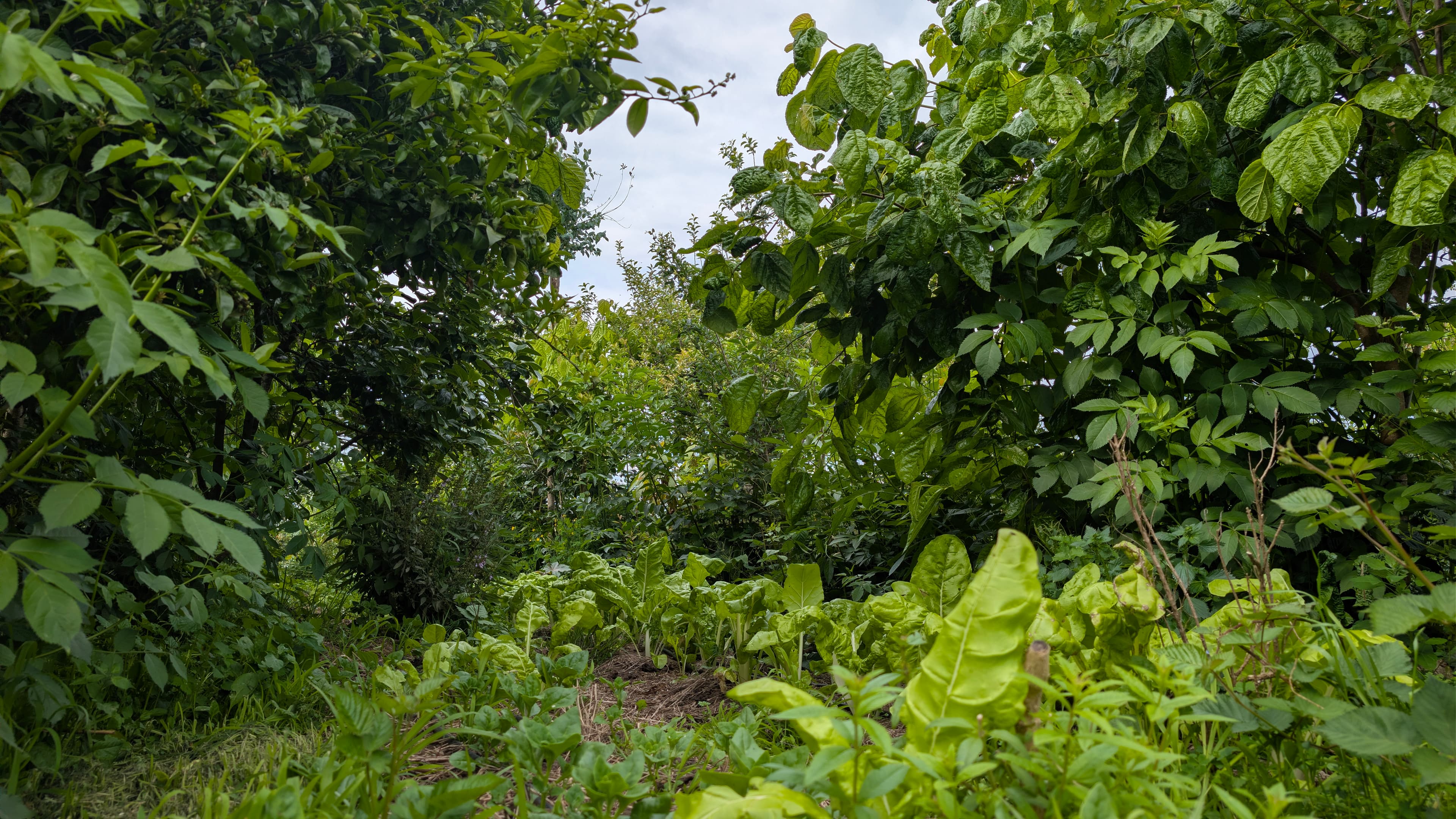 Agricultura Regenerativa